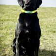 Black Labrador wearing yellow BioThane dog collar, sitting in field looking upward.