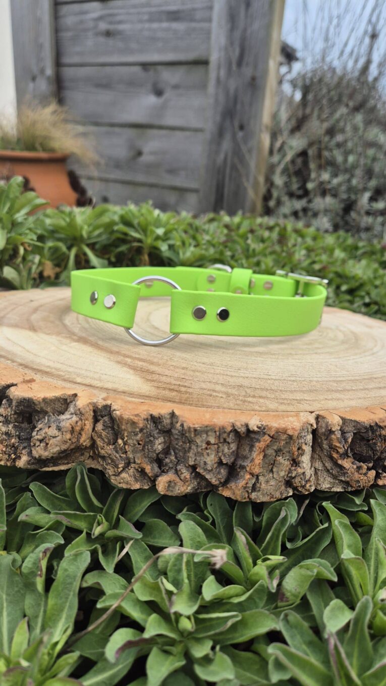 Bright lime-green handmade BioThane gundog collar with silver hardware, displayed on wood in a garden setting.