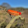 Bright orange gundog collar with printed branding, displayed on a lichen-covered branch in bushland setting.