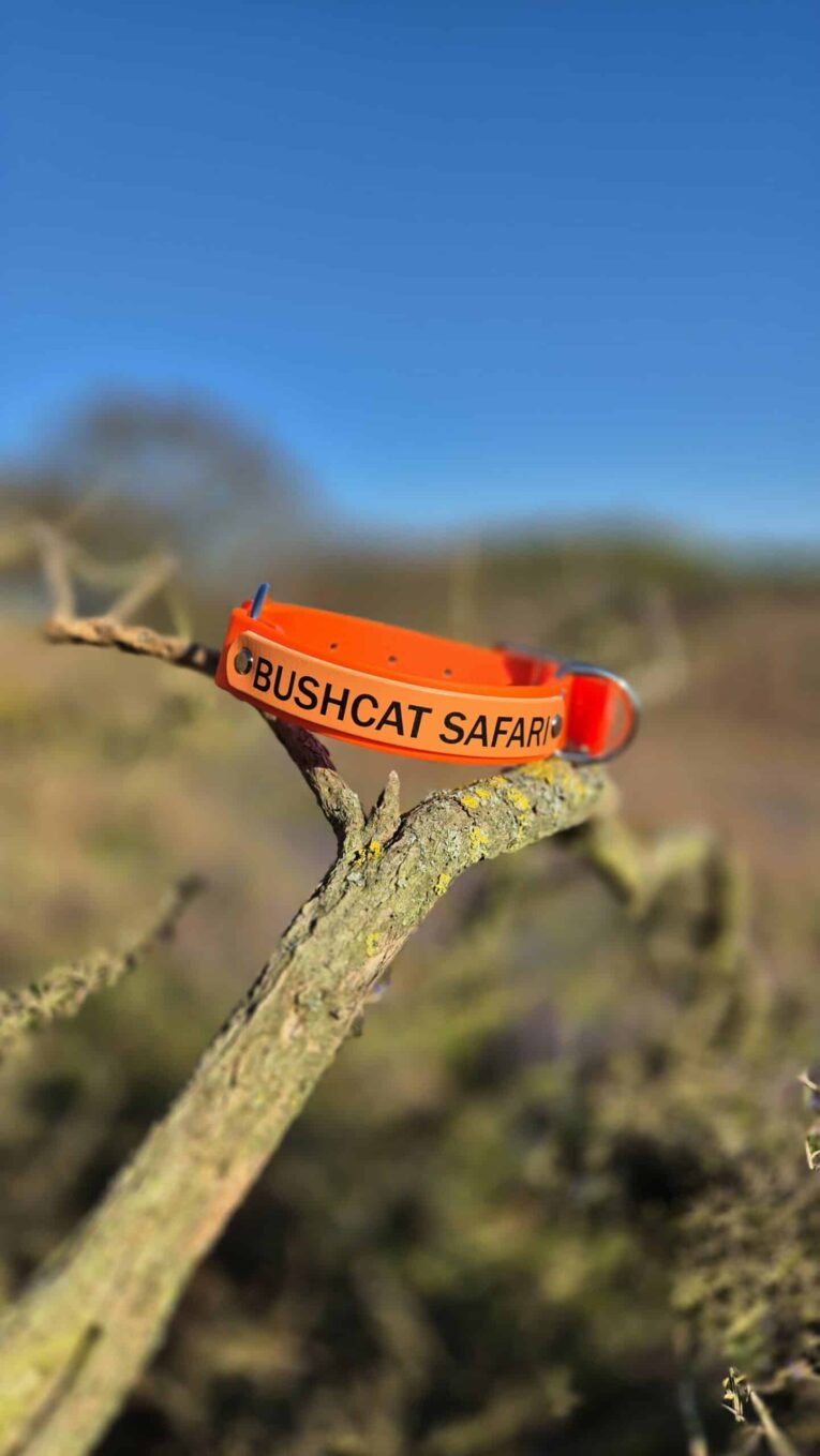 Bright orange gundog collar with printed branding, displayed on a lichen-covered branch in bushland setting.