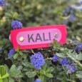 Personalised pink BioThane dog collar named 'KALI' surrounded by vibrant purple flowers in a garden setting.
