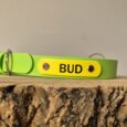 Bright lime-green personalised gundog collar with yellow name tag reading 'BUD' on wooden surface.
