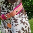 Brown and white spotted pointer wearing a pink and magenta BioThane double layered hound collar with metal hardware and tan ID tag.