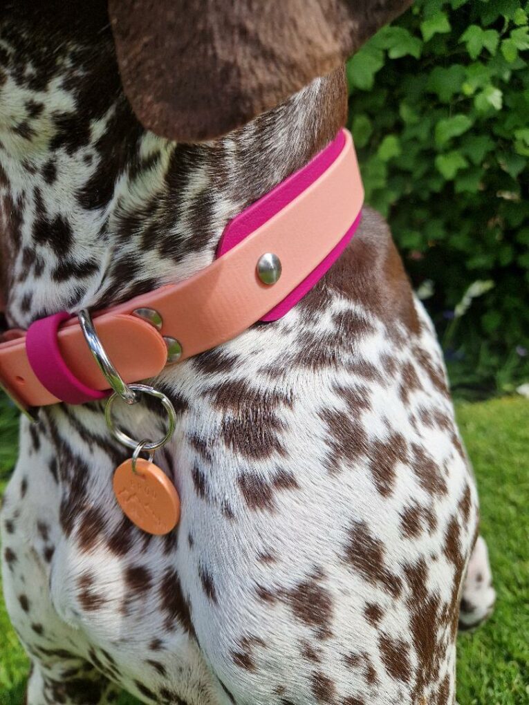 Brown and white spotted pointer wearing a pink and magenta BioThane double layered hound collar with metal hardware and tan ID tag.
