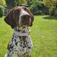 Pointer wearing a cream and brown double-layered hound collar in a sunny garden setting.
