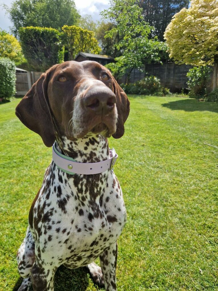 Pointer wearing a cream and brown double-layered hound collar in a sunny garden setting.