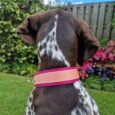Brown and white pointer hound collar with pink BioThane band in garden setting.