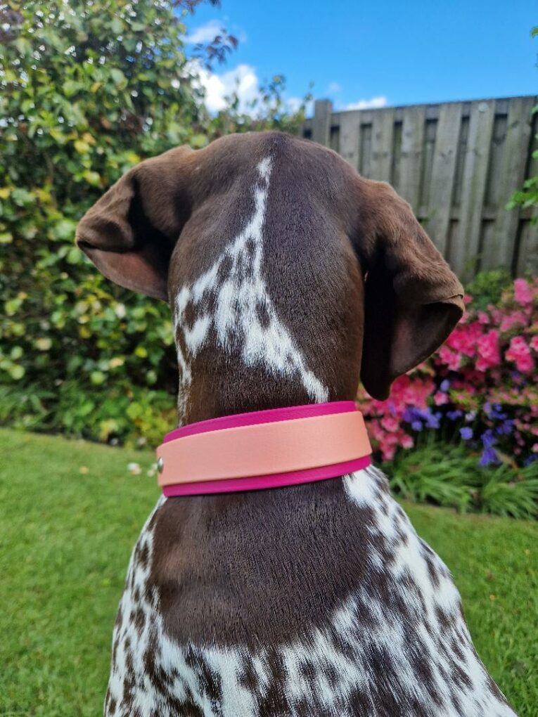 Brown and white pointer hound collar with pink BioThane band in garden setting.