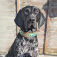 Black and white pointer wearing a personalised tan nameplate collar with blue tag, against wooden background.