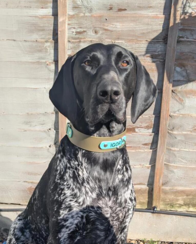 Black and white pointer wearing a personalised tan nameplate collar with blue tag, against wooden background.