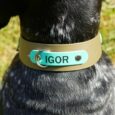 Black pointer wearing a tan BioThane collar with turquoise nameplate reading 'IGOR' and metal fixings.
