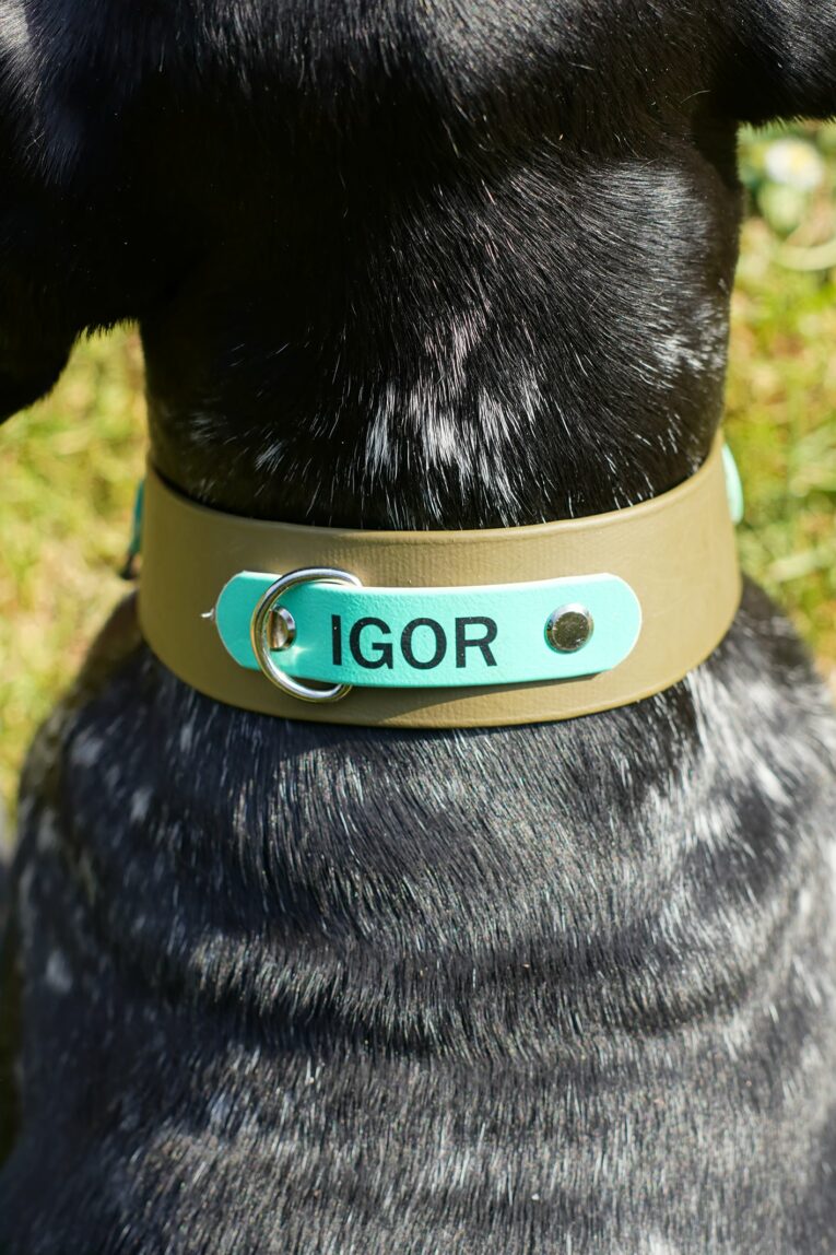 Black pointer wearing a tan BioThane collar with turquoise nameplate reading 'IGOR' and metal fixings.