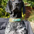 Black and white pointer wearing a tan BioThane nameplate collar reading 'IGOR' in a garden setting.