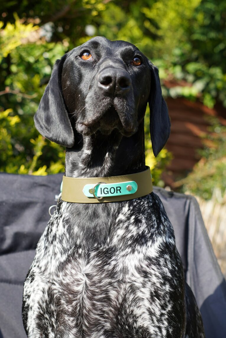 Black and white pointer wearing a tan BioThane nameplate collar reading 'IGOR' in a garden setting.