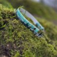 Printed martingale dog collar in turquoise with forest design and metal fixtures, displayed on moss.