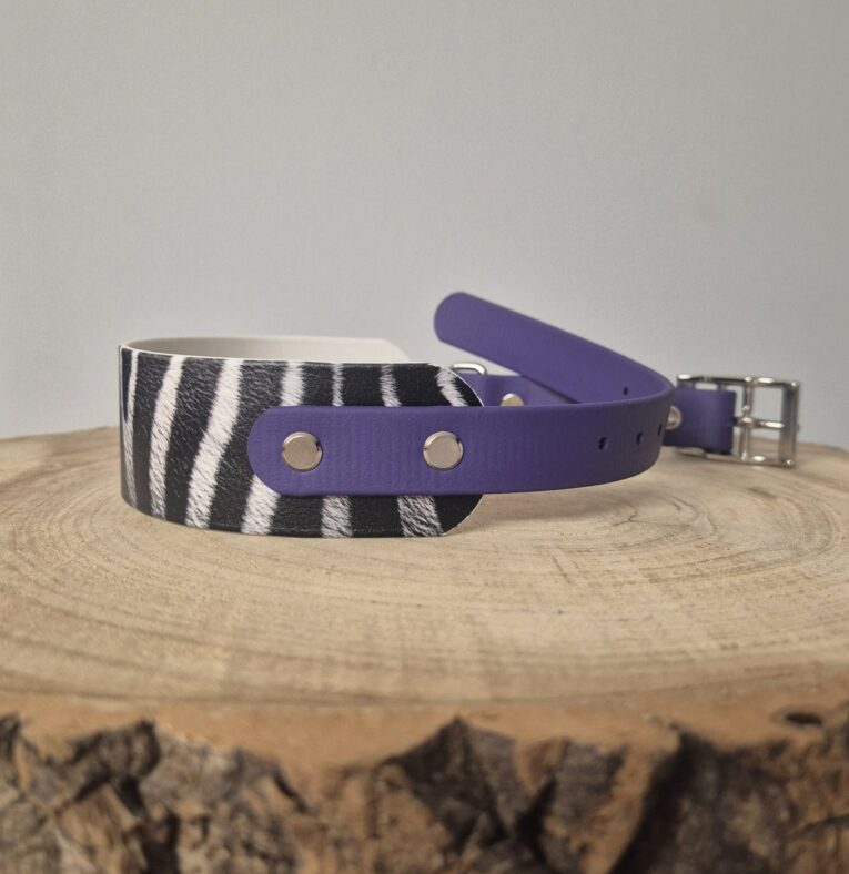 Purple BioThane dog collar with zebra-stripe printed panel and silver buckle hardware, displayed on wooden surface.