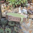 Two-tone BioThane dog collar in taupe and sage green with metal hardware, displayed among succulents.