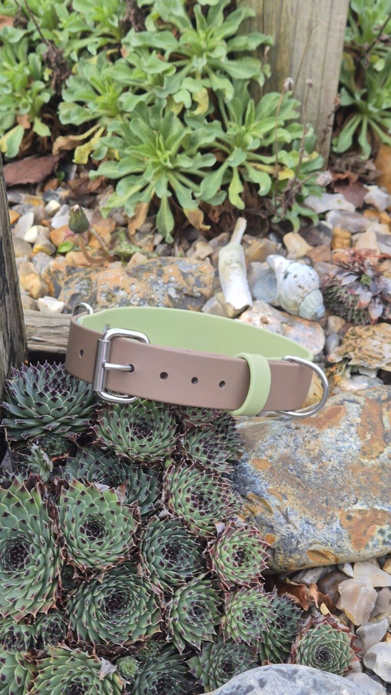 Two-tone BioThane dog collar in taupe and sage green with metal hardware, displayed among succulents.