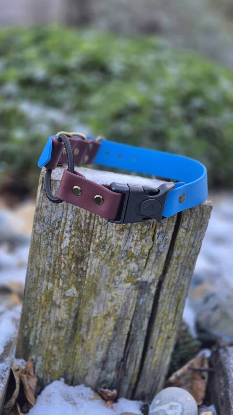 Bright blue waterproof bungee collar with burgundy BioThane section and black buckle on wooden post.