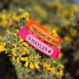 Personalised waterproof gundog collars in vibrant pink and orange, customised with dog names, displayed on yellow wildflowers.