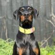 Doberman wearing a yellow handmade BioThane dog collar with pink detailing in a woodland setting.