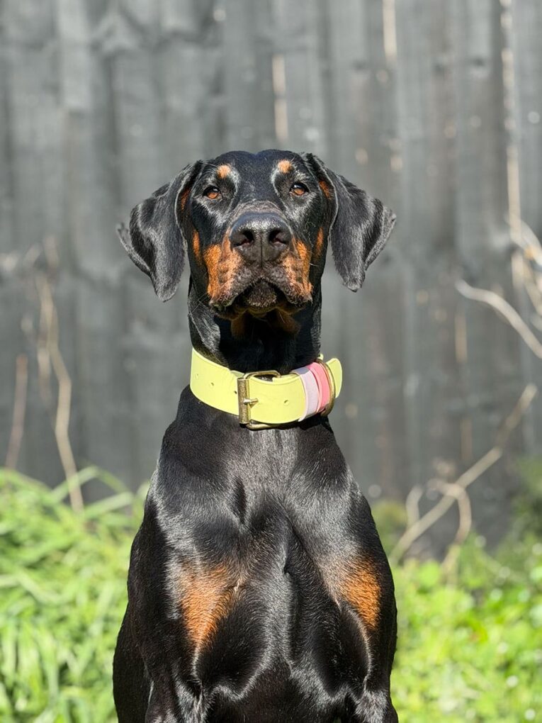 Doberman wearing a yellow handmade BioThane dog collar with pink detailing in a woodland setting.