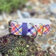 Colourful tartan dog collar with purple BioThane centre strip and metal D-rings displayed on succulent plants.