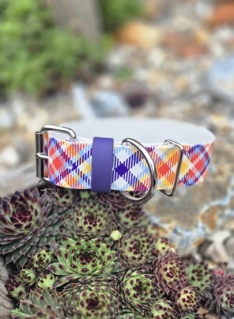 Colourful tartan dog collar with purple BioThane centre strip and metal D-rings displayed on succulent plants.