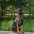 Black and tan dog wearing a chain collar, sitting on a wooden bench in a sunlit garden setting.