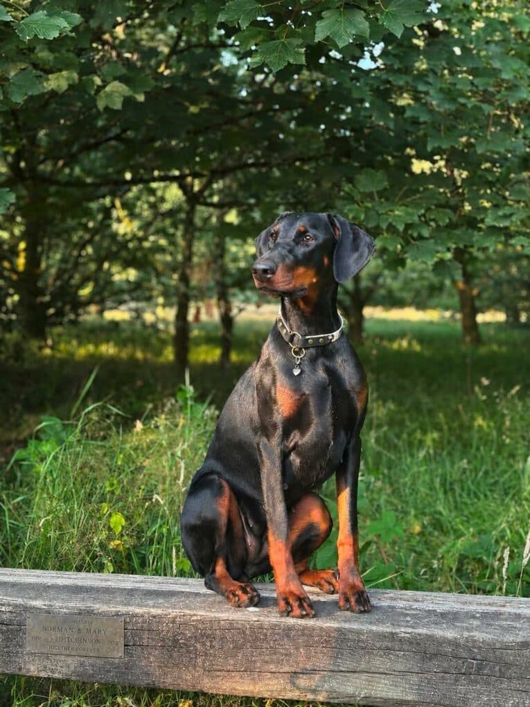 Black and tan dog wearing a chain collar, sitting on a wooden bench in a sunlit garden setting.