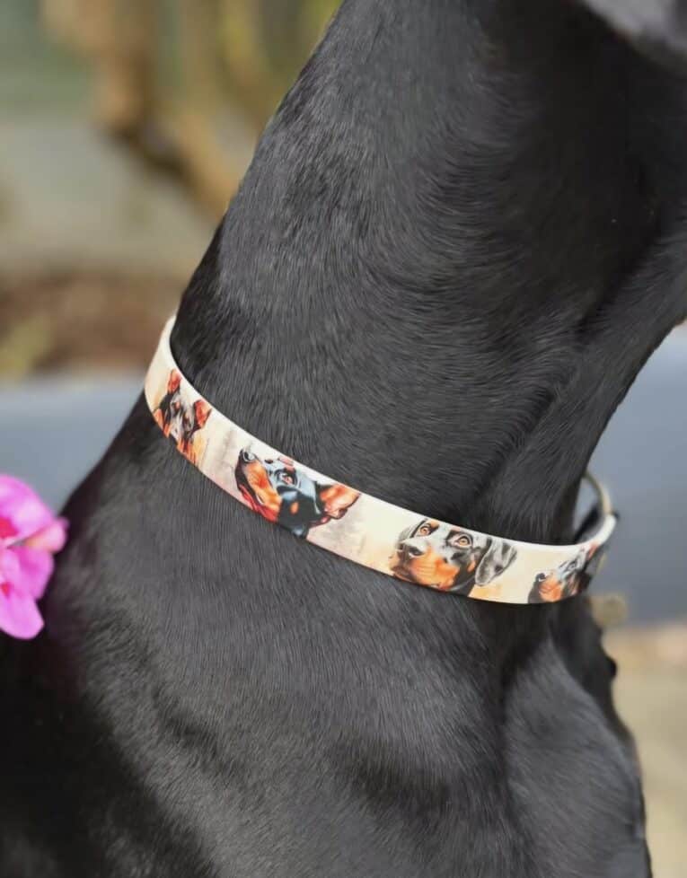 Black dog wearing a handmade BioThane collar with printed dog breed designs and cream trim.