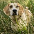 Tan and white dog wearing a handmade BioThane collar, sitting in tall grass outdoors.