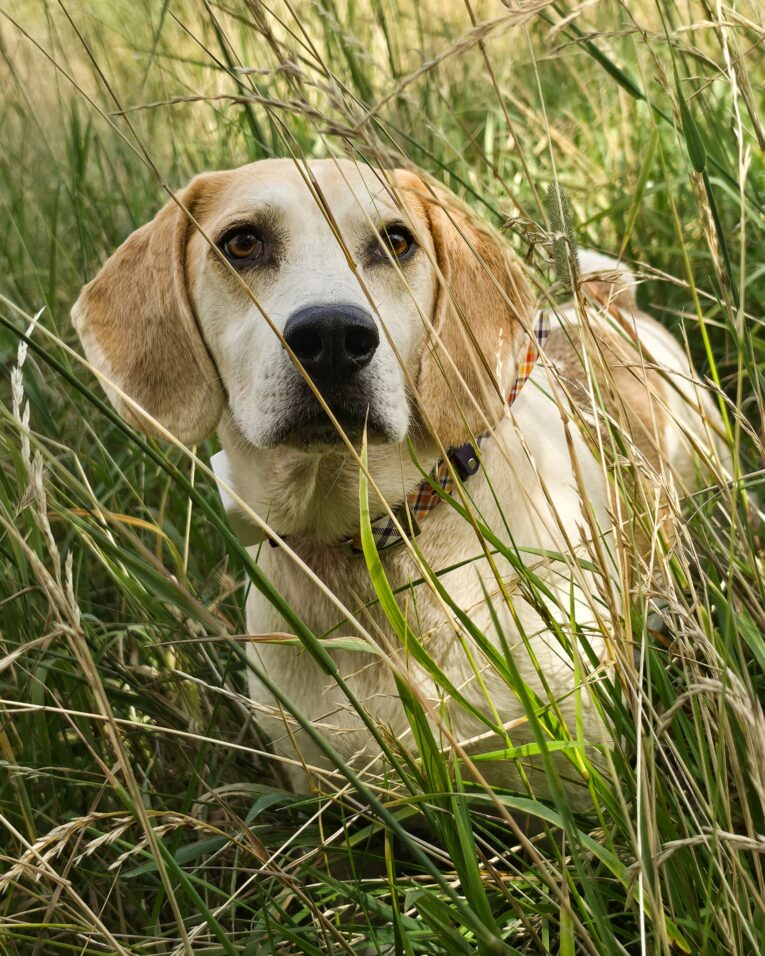 Tan and white dog wearing a handmade BioThane collar, sitting in tall grass outdoors.
