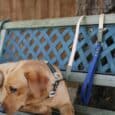 Golden Labrador wearing a handmade BioThane dog collar, seated on a wooden bench with leash attached.