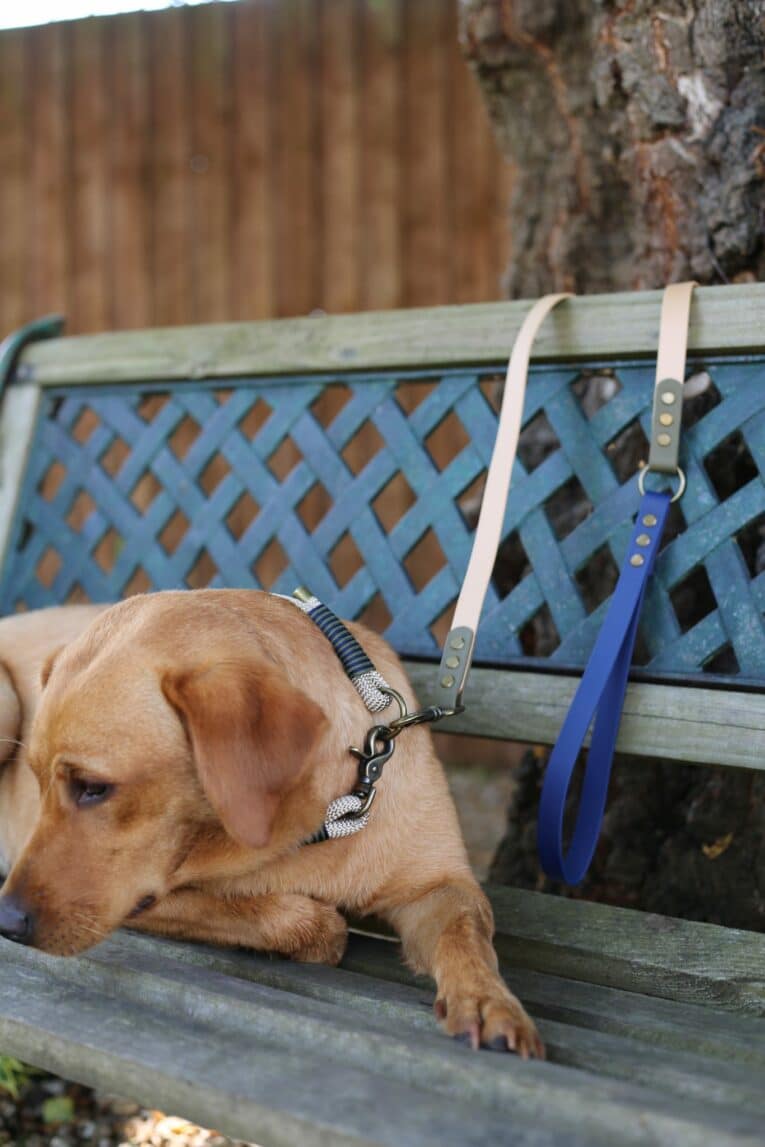 Golden Labrador wearing a handmade BioThane dog collar, seated on a wooden bench with leash attached.