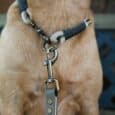 Tan dog wearing a navy and grey handmade paracord collar with metal hardware and matching lead attached.