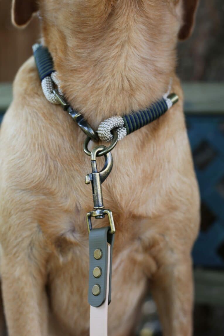 Tan dog wearing a navy and grey handmade paracord collar with metal hardware and matching lead attached.