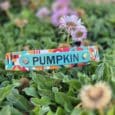 Colourful handmade BioThane dog collar labelled 'Pumpkin' displayed among purple flowers in garden.