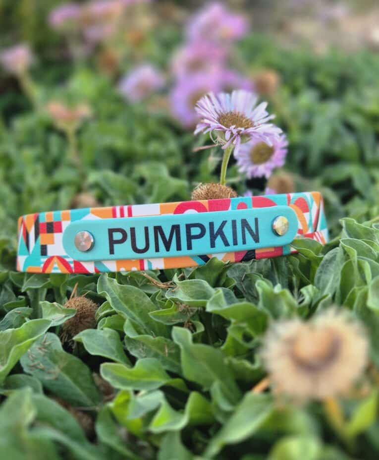 Colourful handmade BioThane dog collar labelled 'Pumpkin' displayed among purple flowers in garden.
