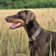 Dark brown handmade BioThane martingale collar with solid brass hardware on doberman in field.