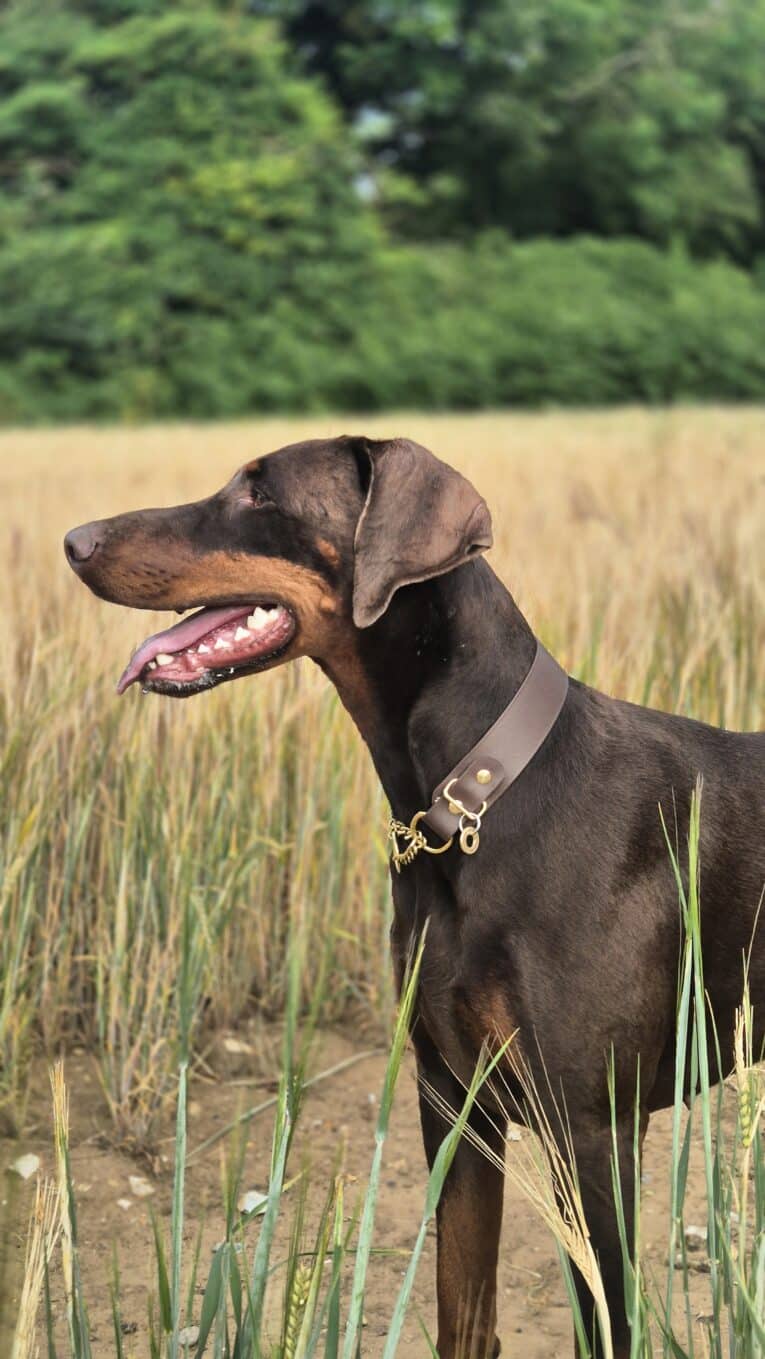 Dark brown handmade BioThane martingale collar with solid brass hardware on doberman in field.