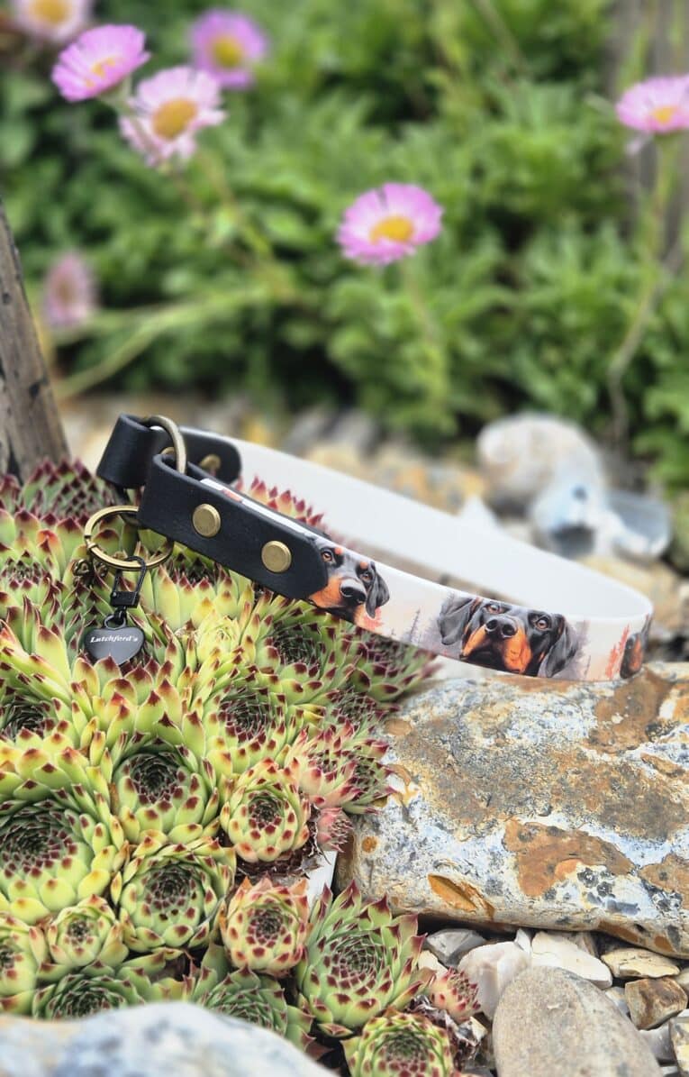 Doberman wearing a black BioThane dog collar with brass hardware, displayed in a sunny garden setting with pink flowers.