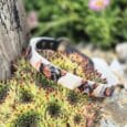 Doberman-printed handmade BioThane dog collar displayed on succulent plants in garden setting.