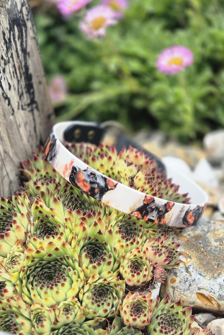 Doberman-printed handmade BioThane dog collar displayed on succulent plants in garden setting.