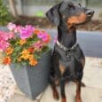 Black and tan Doberman wearing a studded BioThane dog collar, posed beside colourful flowers in a garden setting.