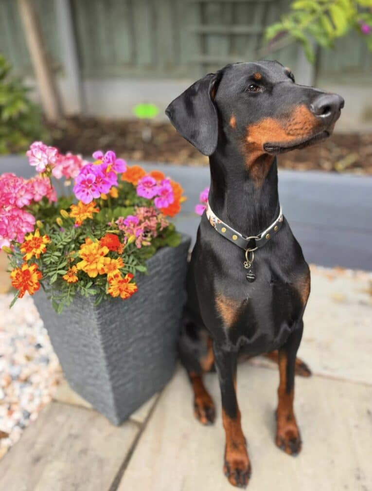 Black and tan Doberman wearing a studded BioThane dog collar, posed beside colourful flowers in a garden setting.