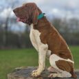 Brown and white hound wearing a turquoise BioThane dog collar, sitting attentively on a wooden post.