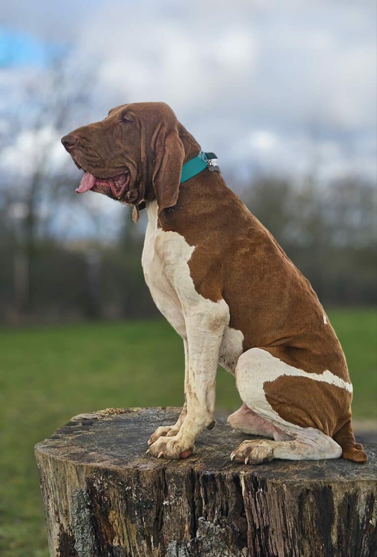 Brown and white hound wearing a turquoise BioThane dog collar, sitting attentively on a wooden post.