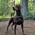 Black and tan handmade BioThane dog collar with solid brass chain and half check design, worn by alert dog in woodland setting.