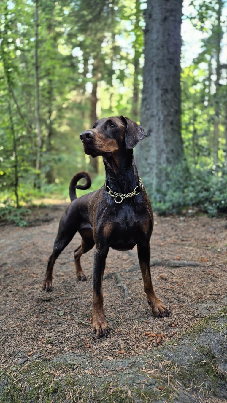 Black and tan handmade BioThane dog collar with solid brass chain and half check design, worn by alert dog in woodland setting.